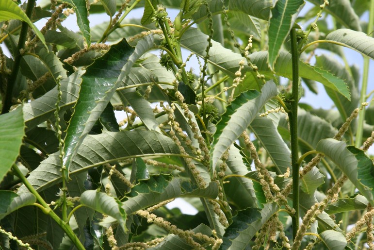 Marrone di Susa Chestnut tree