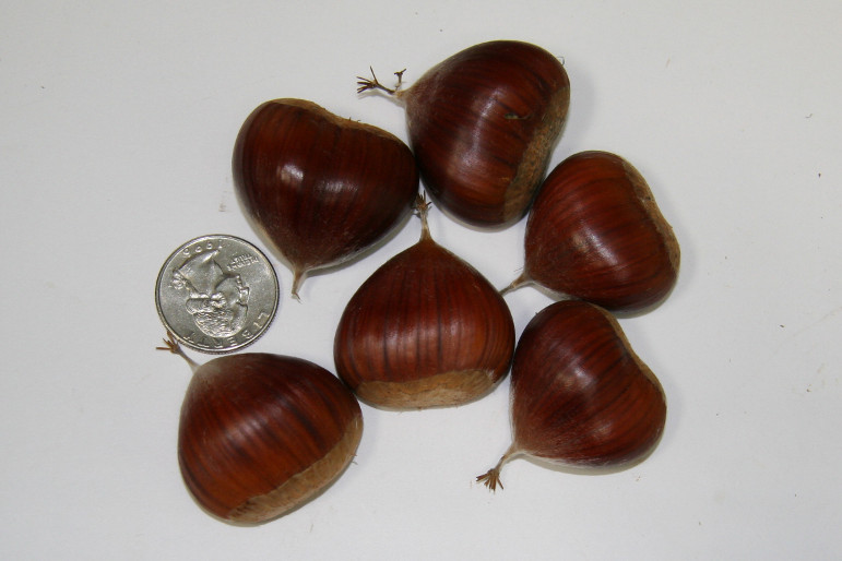 Marigoule Chestnuts
