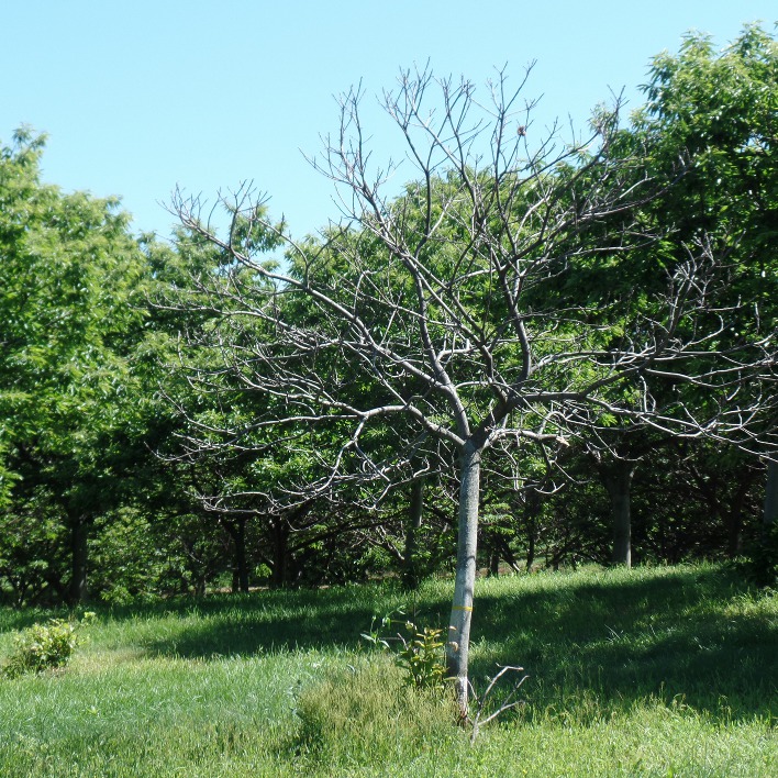 Chestnut tree infected with phytophthora