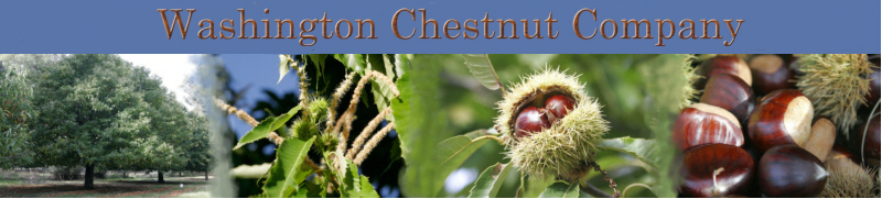 Chestnut Trees and Fresh Chestnuts