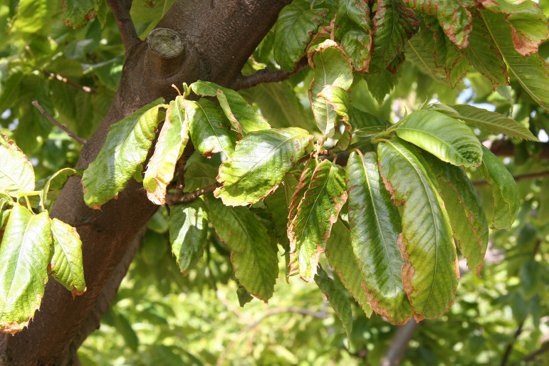 Chestnut tree showing excessive boron application