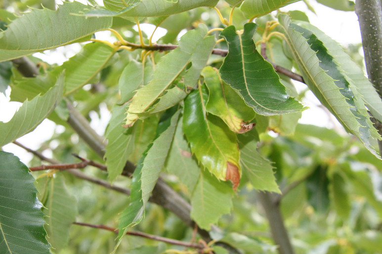 Chestnut tree showing nitrogen deficient leaf