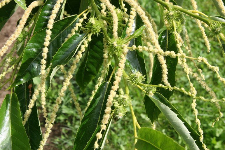 Belle Epine Chestnut tree