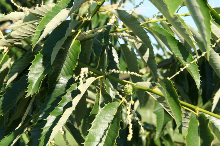 Chestnut tree showing healthy leaf