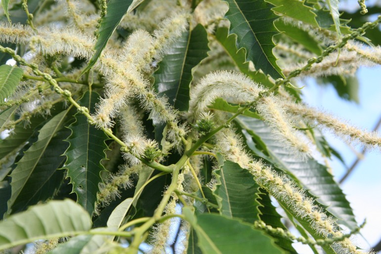 Maraval Chestnut tree