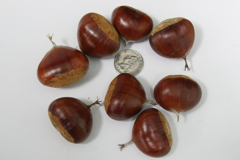 Prococe Migoule Chestnuts