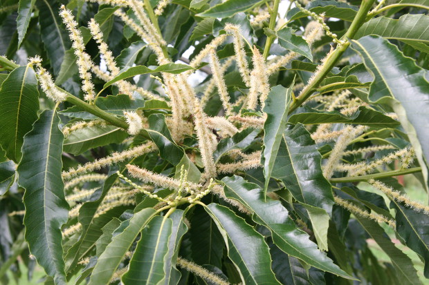 Healthy chestnut growth with blooms