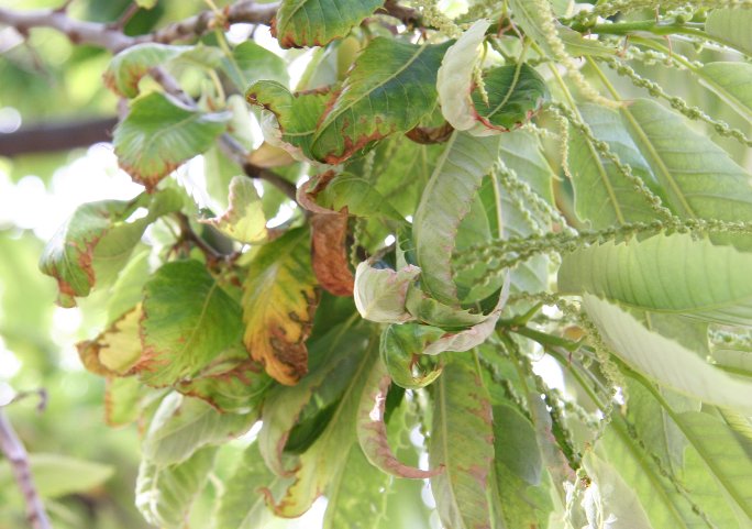 Chestnut tree foliage with boron damage