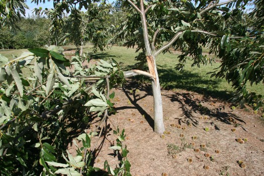 Chestnut tree with broken limb