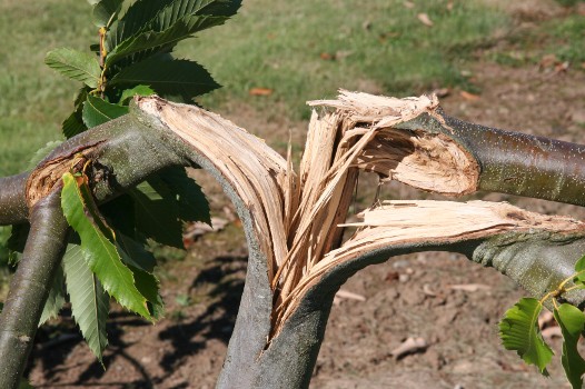 Chestnut tree with structural failure