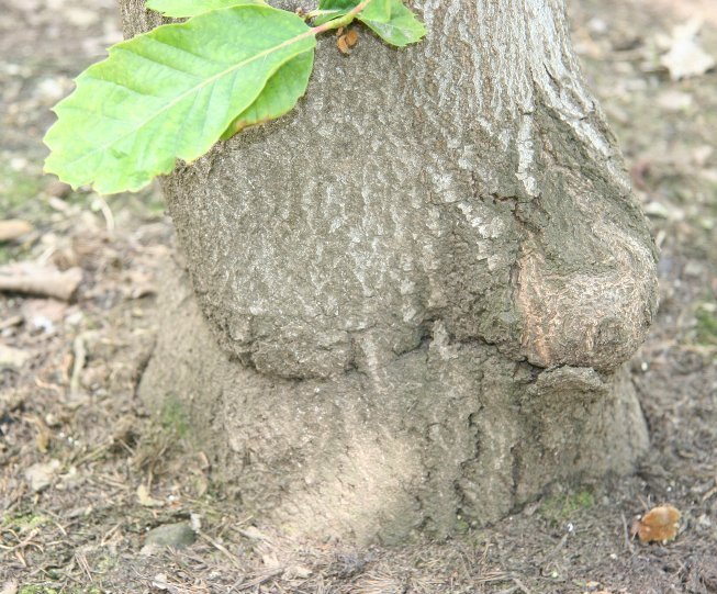 chestnut tree with a graft union problem