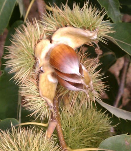 Chestnut tree burr with chestnuts