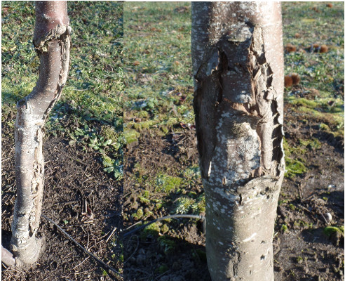 Chestnut trees with freeze damage