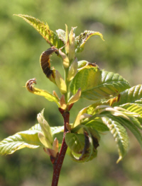 chestnut tree frost damage