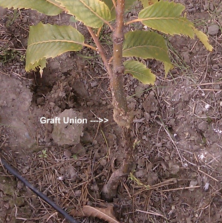 Chestnut tree with graft union failure