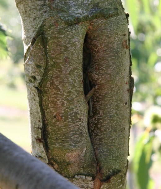 Chestnut tree healing from broken branch