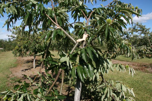 Chestnut tree with wind damage