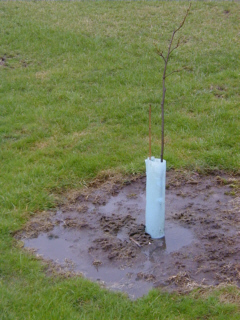 chestnut tree alive in wet soil