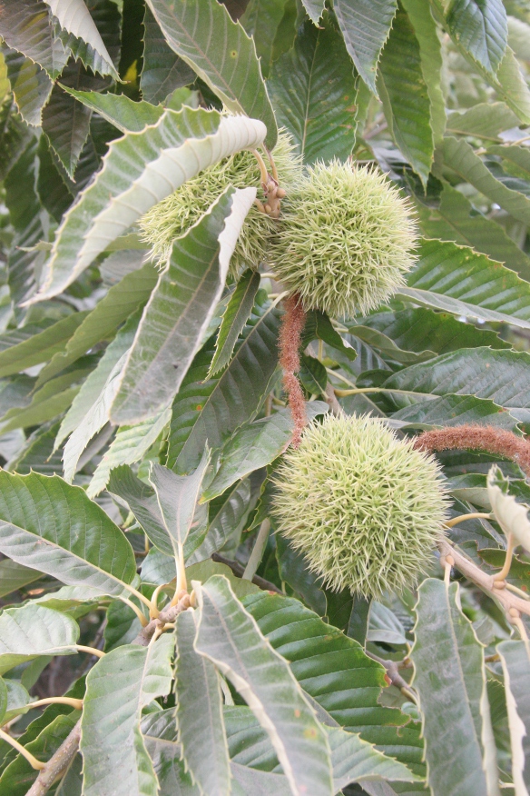 Chestnut tree with burrs