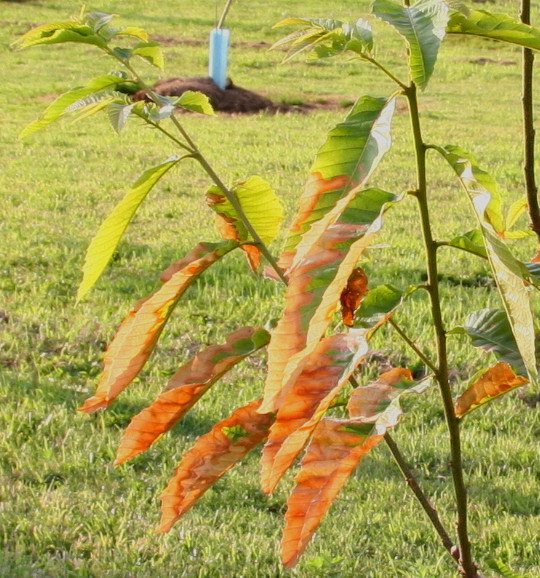 Chestnut tree infected with phytophthora